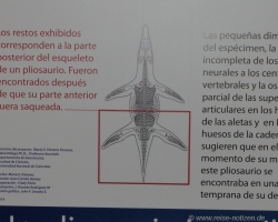 Fossilienmuseum