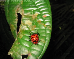 2008 Brasilien &raquo; Amazonas