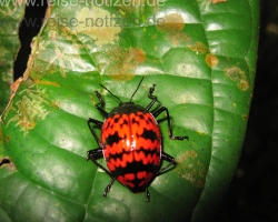 2008 Brasilien &raquo; Amazonas