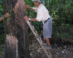 2008 Brasilien &raquo; Amazonas
