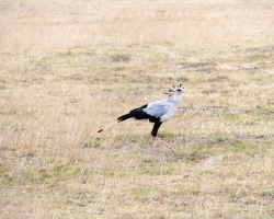 2016 - Kenia - Madagaskar &raquo; Amboseli NP &raquo; Amboseli