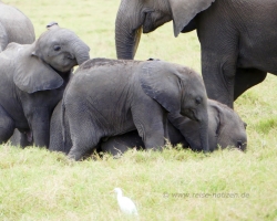 2016 - Kenia - Madagaskar &raquo; Amboseli NP &raquo; Amboseli