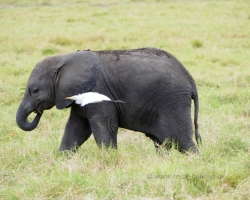 2016 - Kenia - Madagaskar &raquo; Amboseli NP &raquo; Amboseli