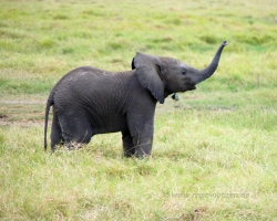 2016 - Kenia - Madagaskar &raquo; Amboseli NP &raquo; Amboseli