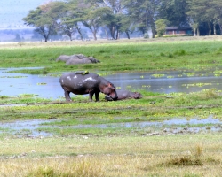 2016 - Kenia - Madagaskar &raquo; Amboseli NP &raquo; Amboseli