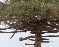 2016 - Kenia - Madagaskar &raquo; Amboseli NP &raquo; Amboseli