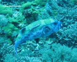 2011 Philippinen - Peking &raquo; Apo Island - Siquijor