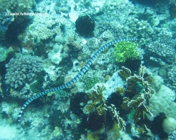 2011 Philippinen - Peking &raquo; Apo Island - Siquijor