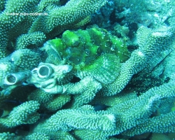 2011 Philippinen - Peking &raquo; Apo Island - Siquijor