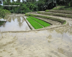 2011 Philippinen - Peking &raquo; Apo Island - Siquijor