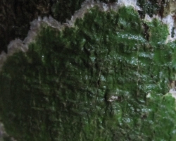 2010 New York - Panama - Costa Rica - Nicaragua &raquo; Arenal-Rincon_de_la_Vieja