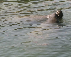 2002 Mexiko - Guatemala - Belize &raquo; Belize