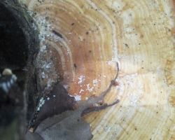 2010 New York - Panama - Costa Rica - Nicaragua &raquo; Boccas_Mancanillo