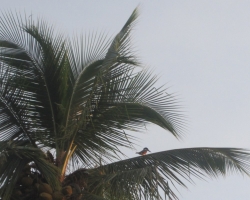 2010 New York - Panama - Costa Rica - Nicaragua &raquo; Boccas_Mancanillo