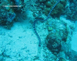 2011 Philippinen - Peking &raquo; Bohol
