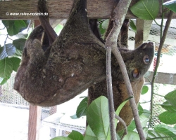 2011 Philippinen - Peking &raquo; Bohol