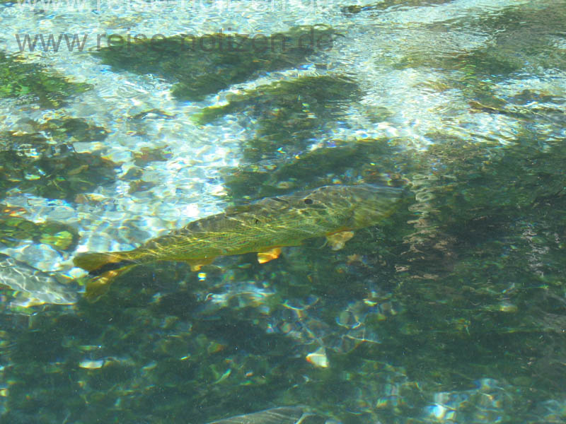 Klarstes Wasser im Rio Sucuri