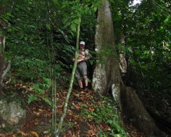 2012 Borneo - Brunei » Niah Caves - Brunei - Sabah 1. Teil