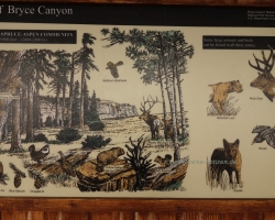 2017 Südwest USA &raquo; Bryce Canyon