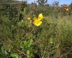 2008 Brasilien &raquo; Chapada_d_Guimaraes