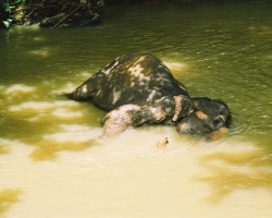  2003 Indien - Sri Lanka &raquo; Colombo_Kandy