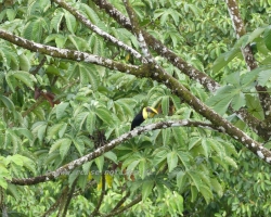 2015 USA Mittelmerkika Karibik &raquo; 2015 Costa Rica Corcovado NP Drake Bay