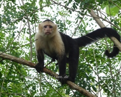 Kapuzineraffe an der Finca Maresia