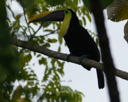 Tucan an der Finca Maresia