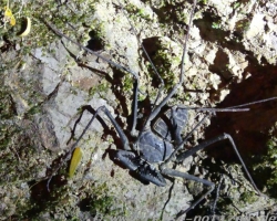 Keine Spinne- aber gruselig!