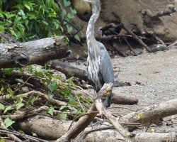 2015 USA Mittelmerkika Karibik &raquo; 2015 Costa Rica Corcovado NP Drake Bay