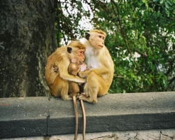  2003 Indien - Sri Lanka » Dambula_Sigiriya