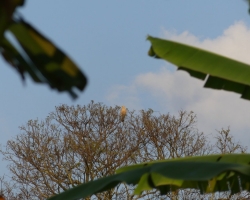 2015 USA Mittelmerkika Karibik &raquo; 2015 Kolumbien: Kaffeefinka - Finca de Cafe El Balso &raquo; Finca_de_Cafe_El_Balso