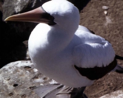 2001 Peru - Ecuador - Galapagos &raquo; Galapagos