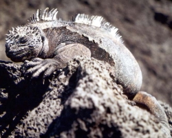 2001 Peru - Ecuador - Galapagos &raquo; Galapagos