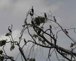 2013 Nicaragua - Honduras - Guatemala &raquo; 2013 Guatemala: Rio Dulce Livingston