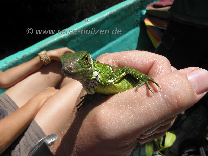 In den Mangroven bei Isla Juan Venado