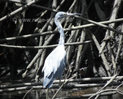 2009 Costa Rica - Nicaragua &raquo; Isla_Juan_Venado