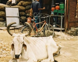  2003 Indien - Sri Lanka &raquo; Jaipur