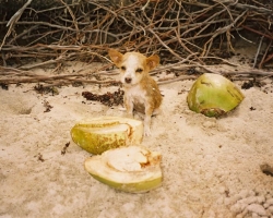  2003 Indien - Sri Lanka &raquo; Kalkudah_Parsekudah