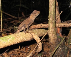 2004 Thailand &raquo; Khao_Yai_Nationalpark