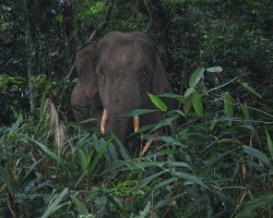2004 Thailand &raquo; Khao_Yai_Nationalpark