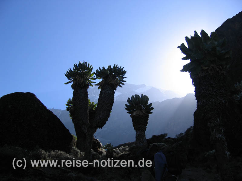 Senecien auf dem Weg zum Kilimanjaro