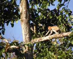 2012 Borneo - Brunei &raquo; Kinabatangan River