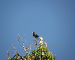 2012 Borneo - Brunei &raquo; Kinabatangan River