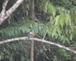 2012 Borneo - Brunei &raquo; Kinabatangan River