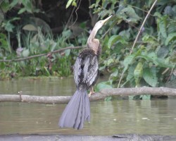 2012 Borneo - Brunei &raquo; Kinabatangan River