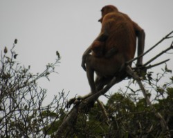 2012 Borneo - Brunei &raquo; Kinabatangan River