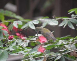 2012 Borneo - Brunei &raquo; Kinabatangan River