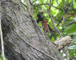2015 USA Mittelmerkika Karibik &raquo; 2015 Kolumbien: Capurgana