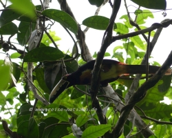 Tucan